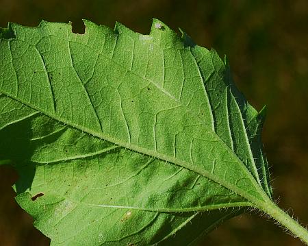 Iva_annua_leaf2.jpg