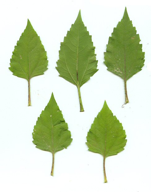 Iva_annua_leaves.jpg