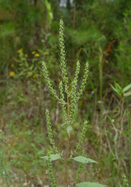 Iva_annua_plant.jpg