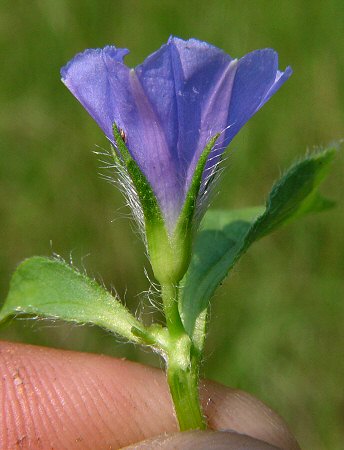 Jacquemontia_tamnifolia_calyx.jpg