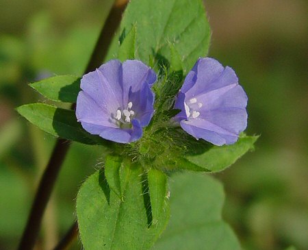 Jacquemontia_tamnifolia_flowers.jpg