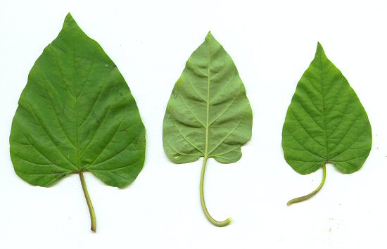 Jacquemontia_tamnifolia_leaves.jpg