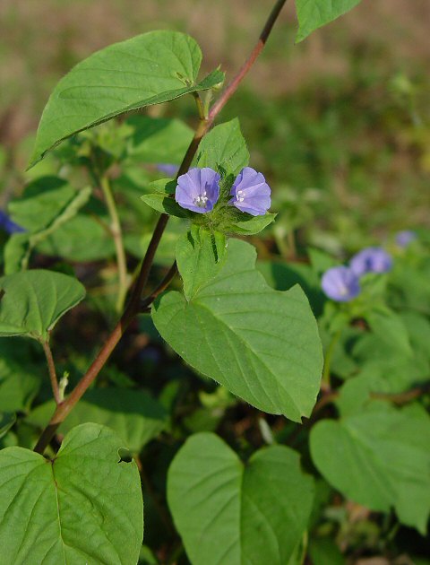 Jacquemontia_tamnifolia_plant.jpg