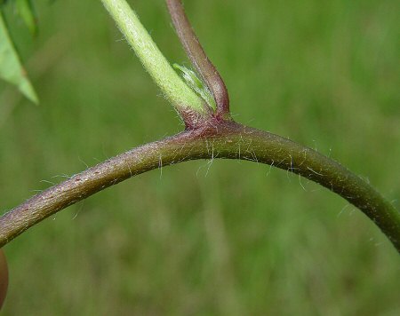 Jacquemontia_tamnifolia_stem.jpg