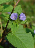 Jacquemontia tamnifolia thumbnail