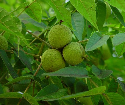 Juglans_nigra_fruits.jpg