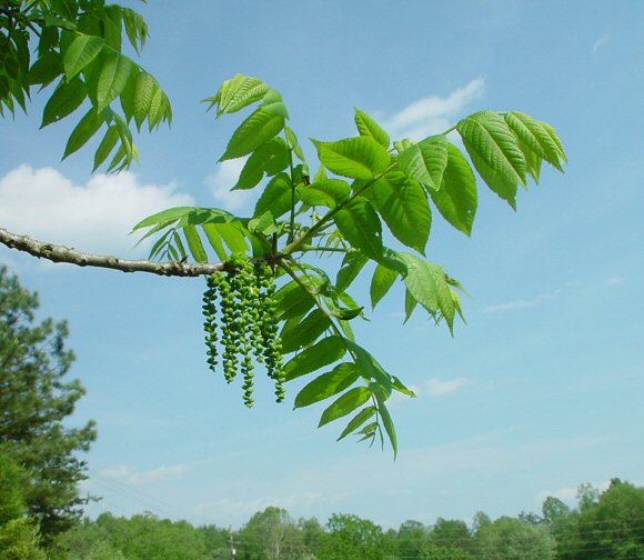 Juglans_nigra_plant.jpg