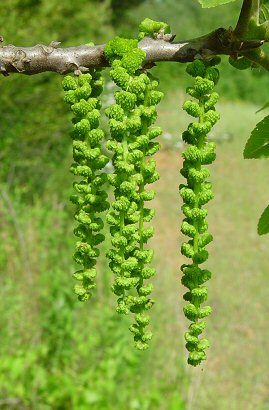 Juglans_nigra_staminate_flowers.jpg