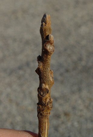 Juglans_nigra_winter_twig.jpg