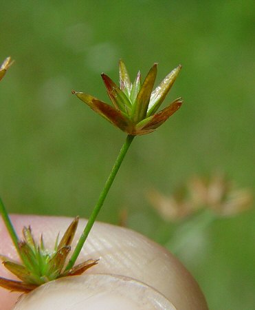 Juncus_diffusissimus_fruits.jpg