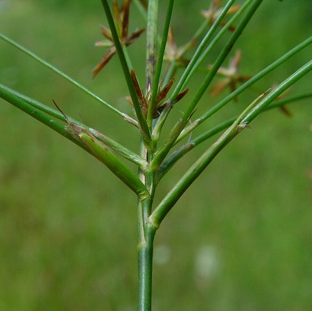 Juncus_diffusissimus_inflorescence.jpg