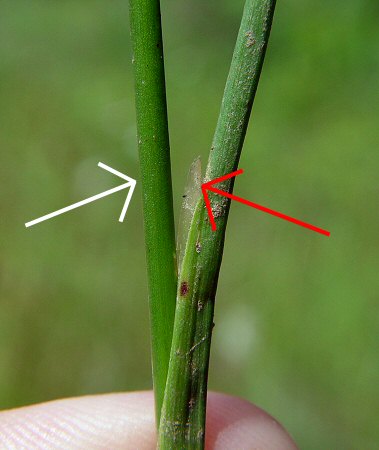 Juncus_diffusissimus_ligule.jpg