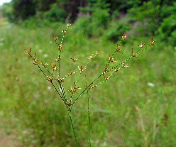 Juncus_diffusissimus_plant.jpg