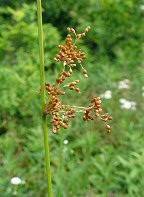 Juncus effusus thumbnail