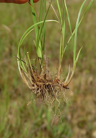 Juncus_marginatus_base.jpg