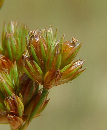 Juncus_marginatus_fruits.jpg