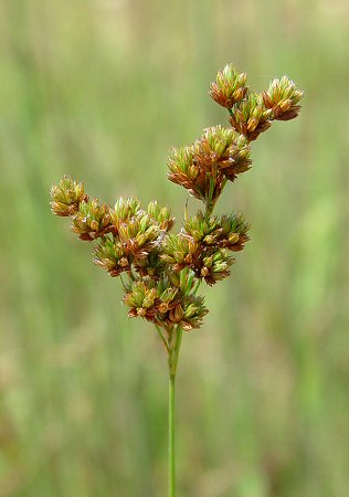 Juncus_marginatus_inflorescence.jpg