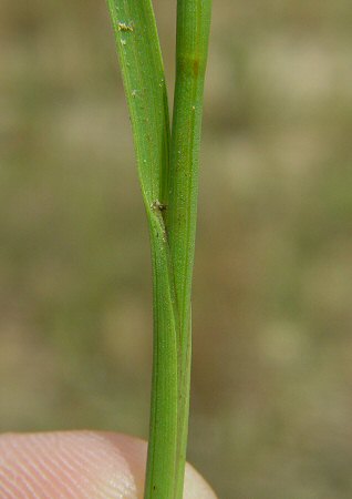 Juncus_marginatus_leaf_base.jpg