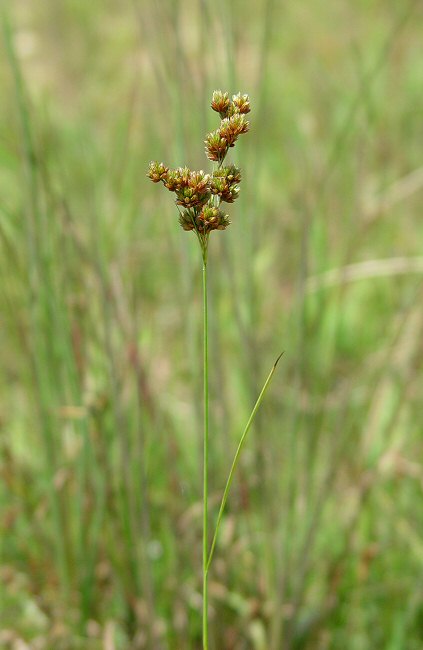 Juncus_marginatus_plant.jpg