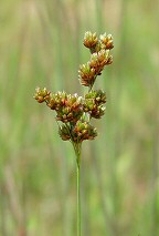 Juncus marginatus thumbnail