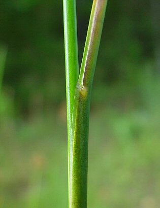 Juncus_torreyi_auricle.jpg