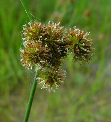 Juncus_torreyi_flowers.jpg