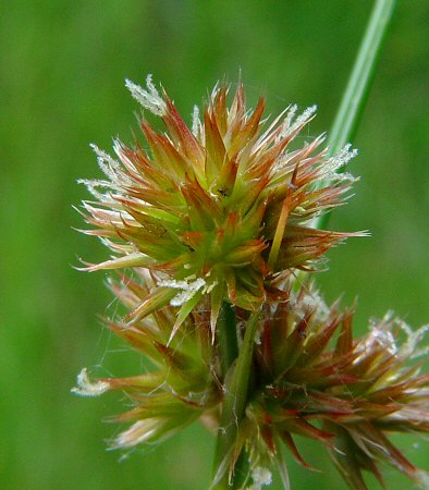 Juncus_torreyi_flowers2.jpg