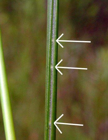 Juncus_torreyi_leaf.jpg