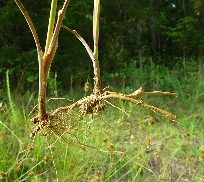 Juncus_torreyi_rhizomes.jpg