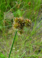 Juncus torreyi thumbnail