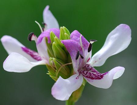 Justicia_americana_flowers.jpg