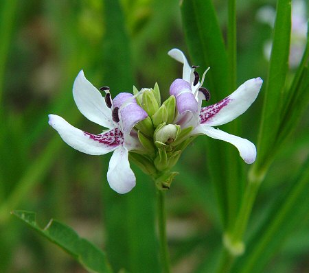 Justicia_americana_inflorescence.jpg