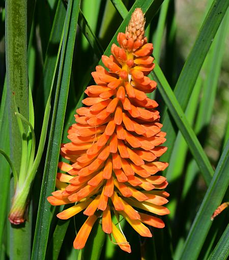 Kniphofia_uvaria_buds.jpg