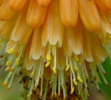 Kniphofia_uvaria_flowers.jpg