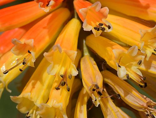 Kniphofia_uvaria_flowers1.jpg