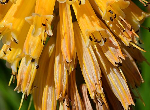 Kniphofia_uvaria_flowers2.jpg