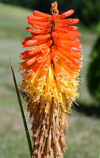 Kniphofia_uvaria_inflorescence.jpg