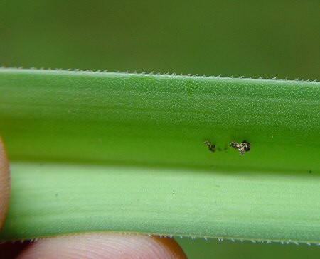 Kniphofia_uvaria_leaf_edge.jpg