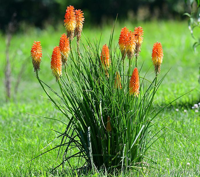 Kniphofia_uvaria_plant.jpg