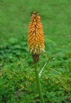 Kniphofia uvaria thumbnail