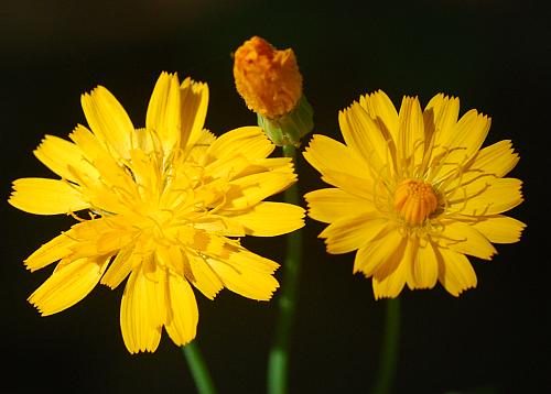 Krigia_biflora_florets.jpg