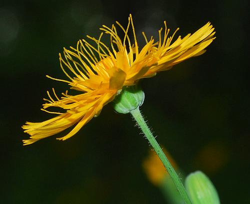 Krigia_biflora_head.jpg