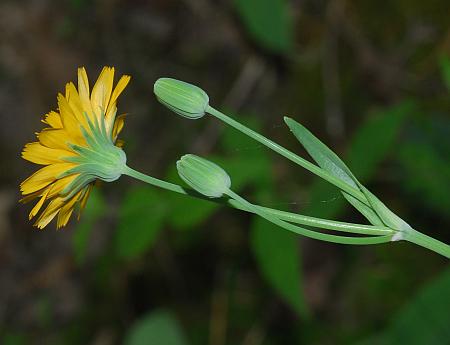 Krigia_biflora_inflorescence.jpg