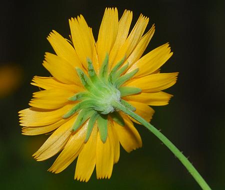 Krigia_biflora_involucre.jpg