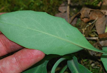 Krigia_biflora_leaf2.jpg