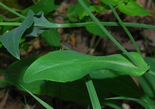 Krigia_biflora_leaves.jpg