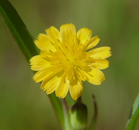 Krigia_cespitosa_flowers2.jpg