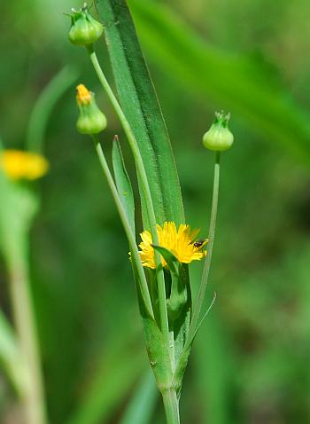 Krigia_cespitosa_inflorescence.jpg