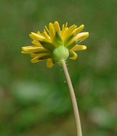 Krigia_cespitosa_involucre.jpg