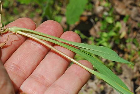 Krigia_cespitosa_leaves2.jpg